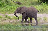 Young Elephant Running, Chobe National Park