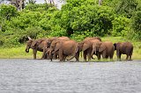Parade of African Bush Elephants Drinking, Chobe National Park