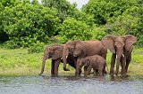 African Bush Elephants Drinking