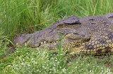 Head of Nile Crocodile