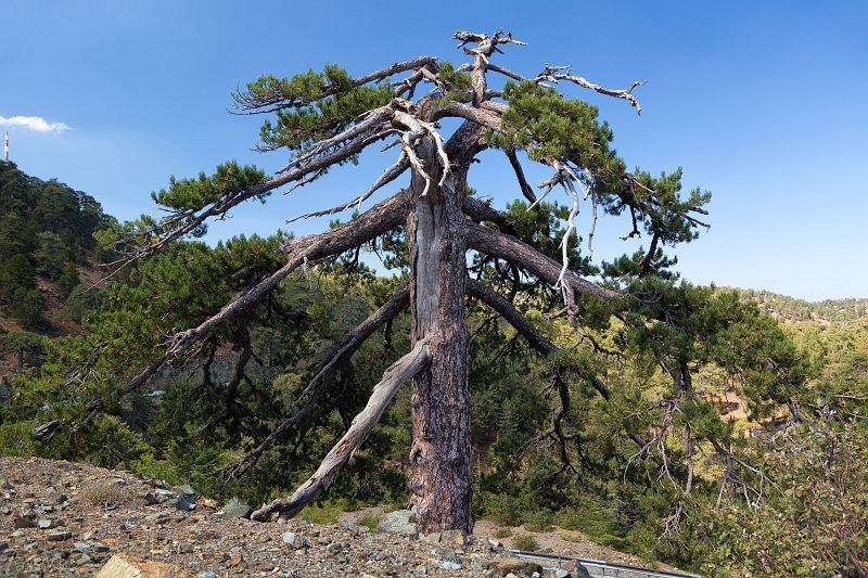 Black Pine Tree, Mount Olympus, Cyprus | Cyprus - Center (IMG_2271.jpg)