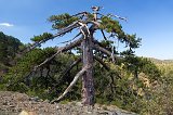 Black Pine Tree, Mount Olympus, Cyprus
