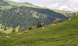 Herd of Horses, Via Saltria, Alpe di Siusi (Seiser Alm), South Tyrol, Italy