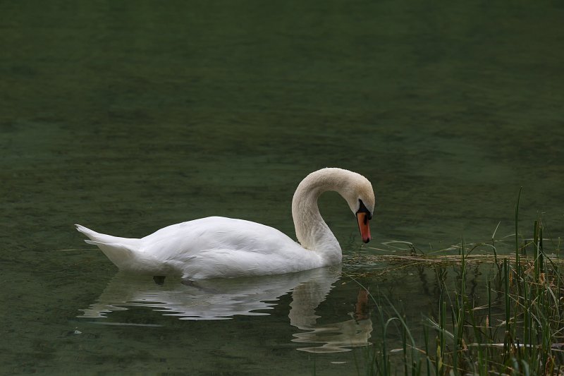 Swan at Lake Dobbiaco, South Tyrol, Italy | Dolomites IV (IMG_0365.jpg)