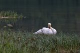 Swan at Lake Dobbiaco, South Tyrol, Italy