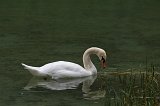Swan at Lake Dobbiaco, South Tyrol, Italy