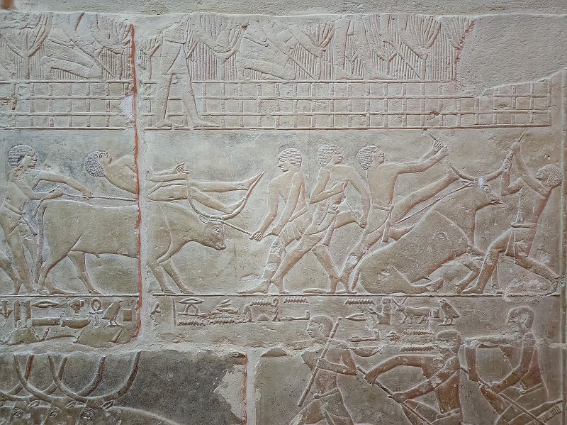 Paintings on the Wall, Tomb of Mereruka, Saqqara | Saqqara, Egypt (20230216_131150.jpg)