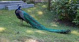 Peacock at Kyoto Garden, Holland Park