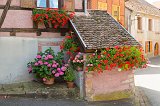 Red Geranium and Pink Hydrangea Flowers, Hunawihr, Alsace, France