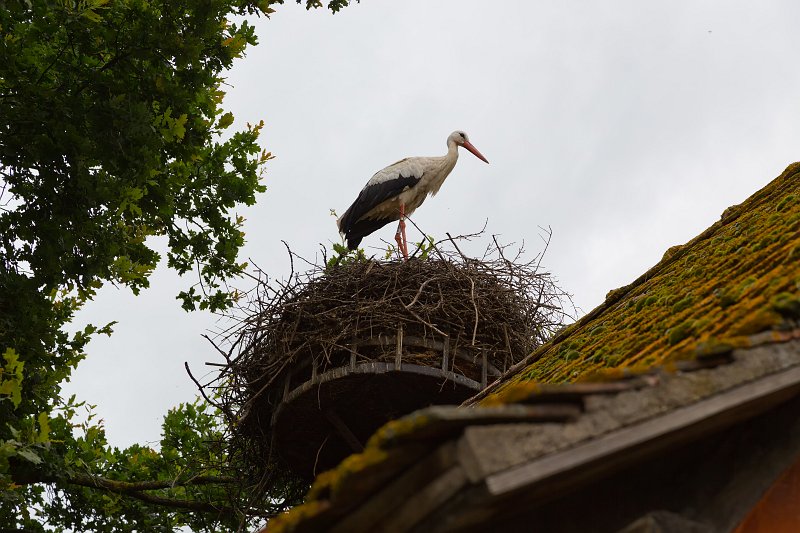 Storks Nest, Open Air Museum of Alsace, Ungersheim, France | Open Air Museum of Alsace - Ungersheim, France (IMG_4347.jpg)
