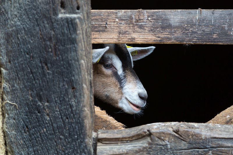 Goat, Open Air Museum of Alsace, Ungersheim, France | Open Air Museum of Alsace - Ungersheim, France (IMG_4350.jpg)