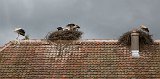 Family of Storks, Open Air Museum of Alsace, Ungersheim, France