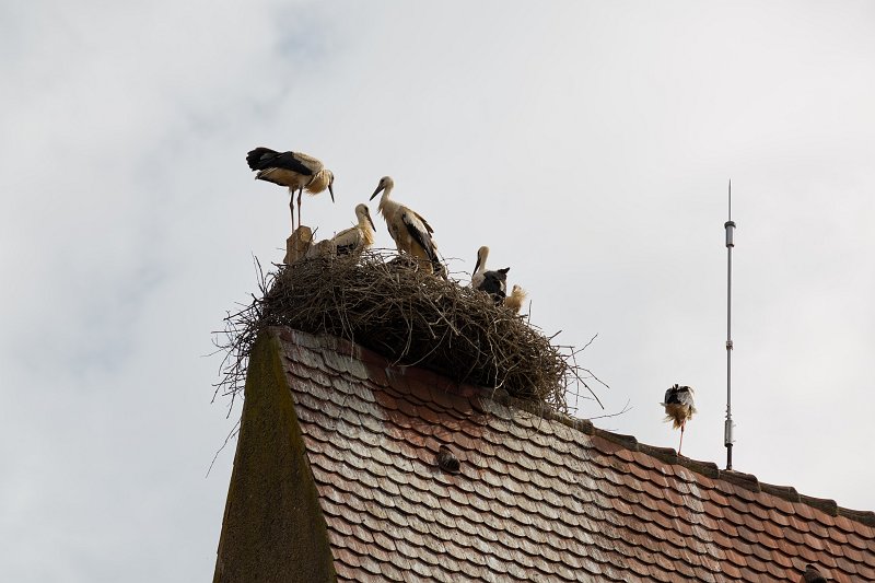 Storks on the Church Belfry, Eguisheim, Alsace, France | Eguisheim - Alsace, France (IMG_4026.jpg)