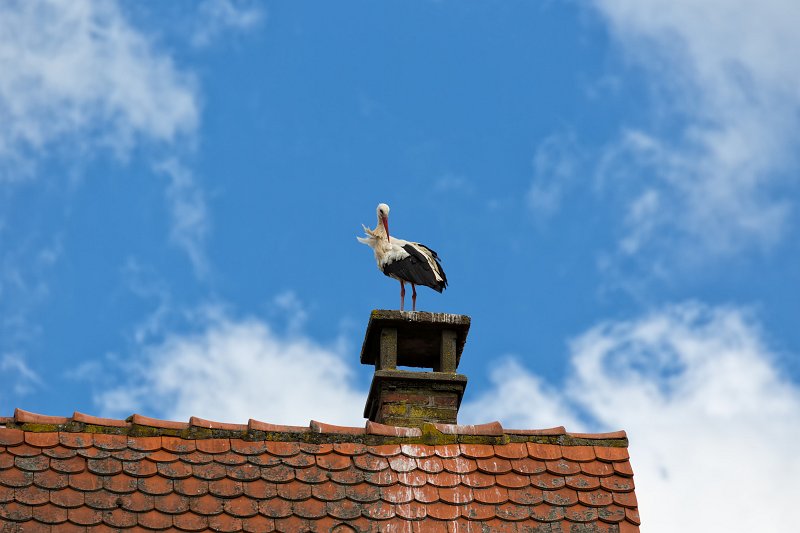 Stork on a Chimney, Ribeauvillé, Alsace, France | Ribeauvillé - Alsace, France (IMG_3395.jpg)