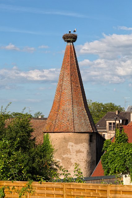 Storks on a Rampant Tower, Ribeauvillé, Alsace, France | Ribeauvillé - Alsace, France (IMG_3493_94.jpg)