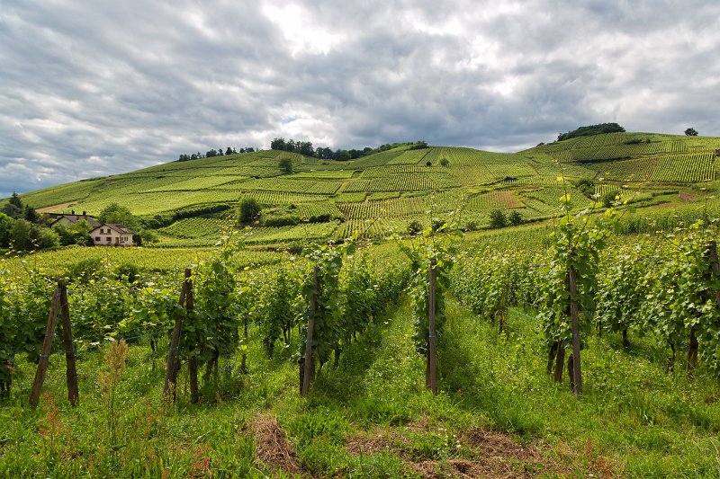 Vineyards of Turckheim, Alsace, France | Turckheim - Alsace, France (IMG_2818.jpg)