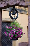 Petunia Flowers in a Bucket, Turckheim, Alsace, France