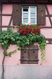 Windows and Grapevine, Turckheim, Alsace, France