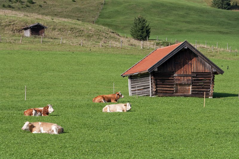Barn and cows in Gerold, Garmisch-Partenkirchen, Bavaria, Germany | South Bavaria, Germany (IMG_7574.jpg)