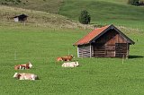 Barn and cows in Gerold, Garmisch-Partenkirchen, Bavaria, Germany