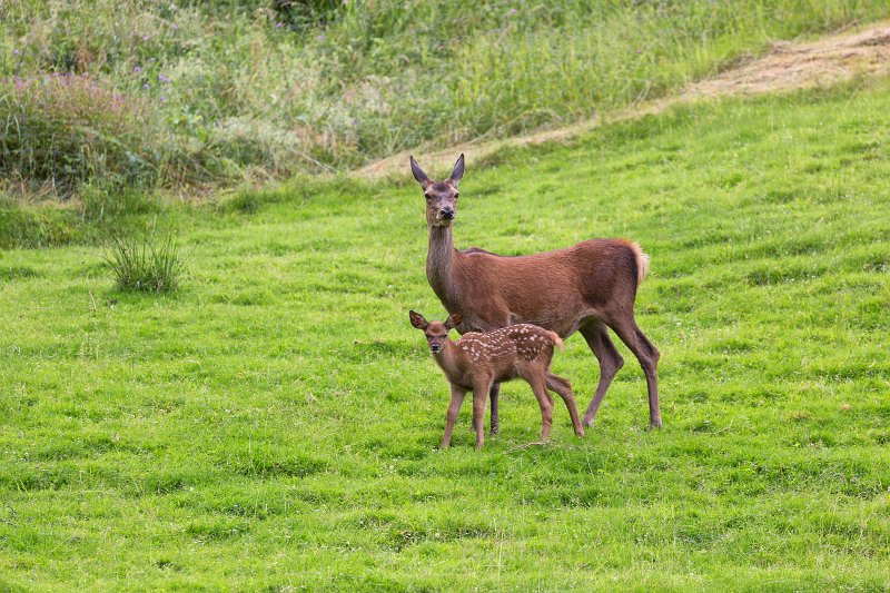 Mother and Baby Deer, Bad Rippoldsau-Schapbach, Germany | The Black Forest, Germany - Part III (IMG_2211_14_2.jpg)