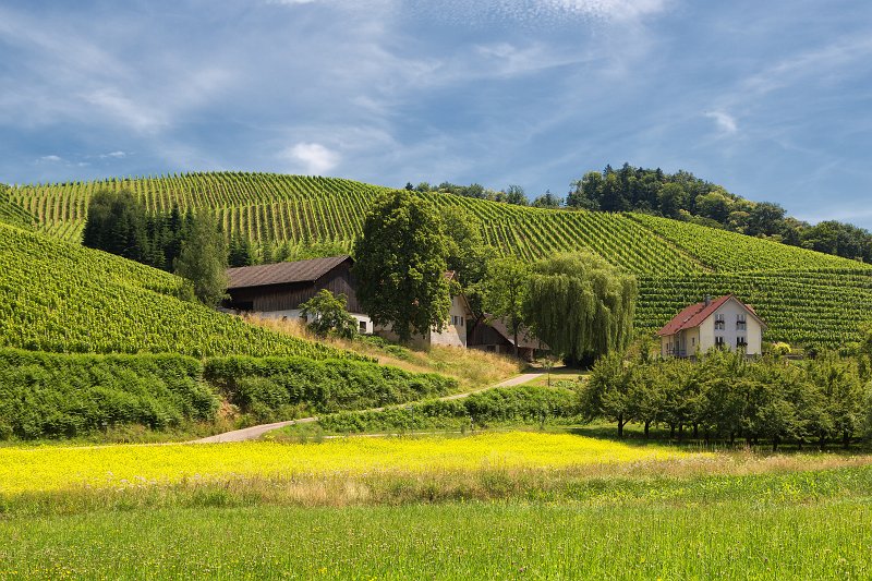 Vineyards near Oberkirch, Baden-Württemberg, Germany | Durbach and Oberkirch - Baden-Württemberg, Germany (IMG_6139_2.jpg)