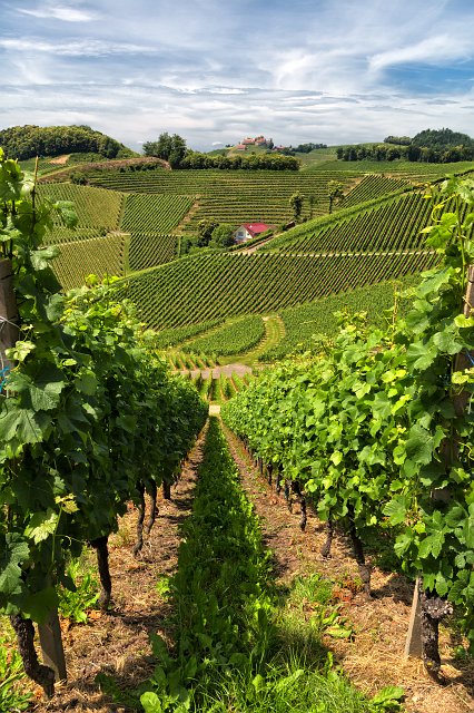 Vineyards of Durbach, Baden-Württemberg, Germany | Durbach and Oberkirch - Baden-Württemberg, Germany (IMG_6148_4.jpg)