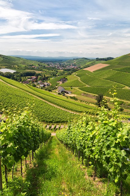 Vineyards of Durbach, Baden-Württemberg, Germany | Durbach and Oberkirch - Baden-Württemberg, Germany (IMG_6153.jpg)