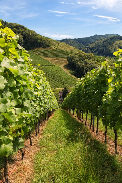 Vineyards of Durbach, Baden-Württemberg, Germany | Durbach and Oberkirch - Baden-Württemberg, Germany (IMG_6157.jpg)