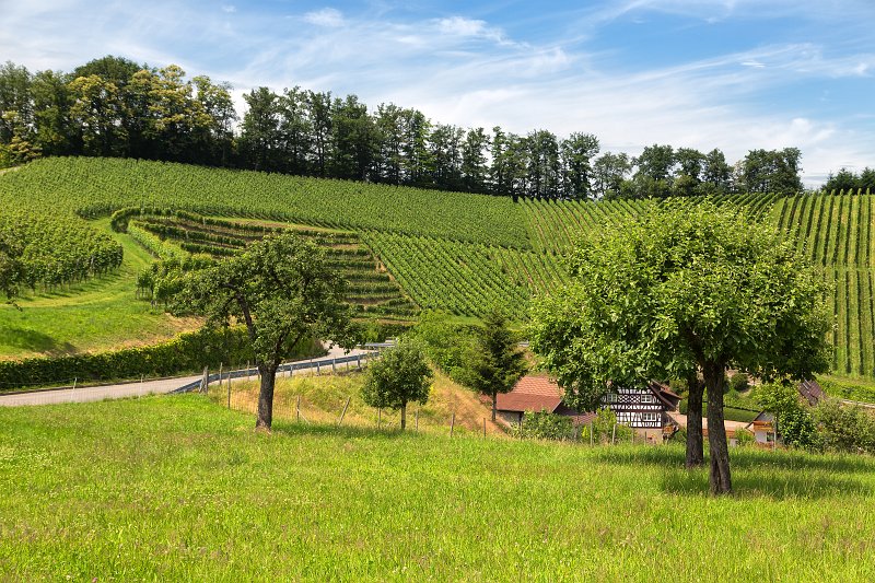 Vineyards of Durbach, Baden-Württemberg, Germany | Durbach and Oberkirch - Baden-Württemberg, Germany (IMG_6162.jpg)