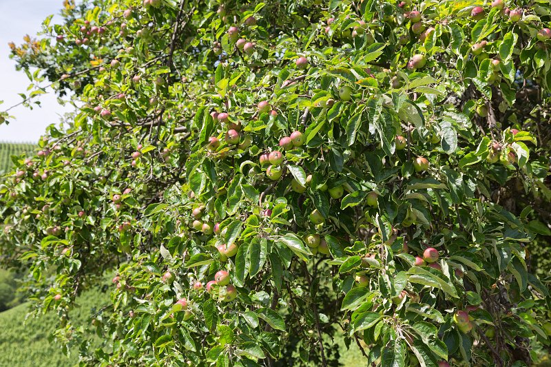 Apple Tree, Durbach, Baden-Württemberg, Germany | Durbach and Oberkirch - Baden-Württemberg, Germany (IMG_6201.jpg)