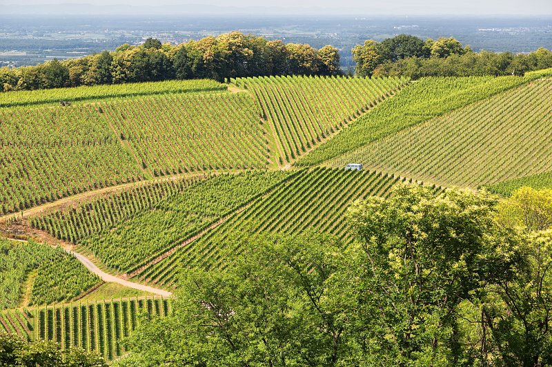 Vineyards of Staufenberg Castle, Durbach, Germany | Durbach and Oberkirch - Baden-Württemberg, Germany (IMG_6277.jpg)
