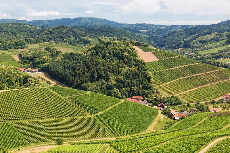 Vineyards of Staufenberg Castle, Durbach, Germany | Durbach and Oberkirch - Baden-Württemberg, Germany (IMG_6291.jpg)
