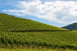 Vineyard, Durbach, Baden-Württemberg, Germany