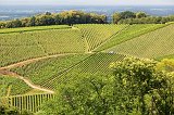 Vineyards of Staufenberg Castle, Durbach, Germany
