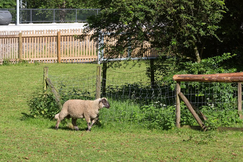 Sheep, Black Forest Open Air Museum, Gutach im Schwarzwald, Germany | Black Forest Open Air Museum - Gutach im Schwarzwald, Germany (IMG_5893.jpg)
