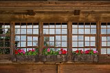 Windows and Petunias, Black Forest Open Air Museum, Gutach im Schwarzwald, Germany