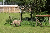 Sheep, Black Forest Open Air Museum, Gutach im Schwarzwald, Germany