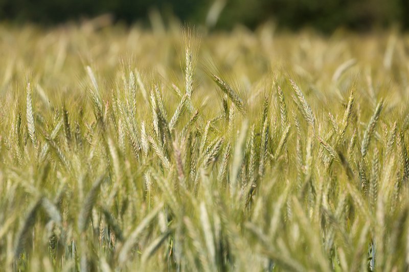 Field of Wheat near Hohenzollern Castle, Hechingen, Germany | Hohenzollern Castle - Hechingen, Germany (IMG_7311.jpg)