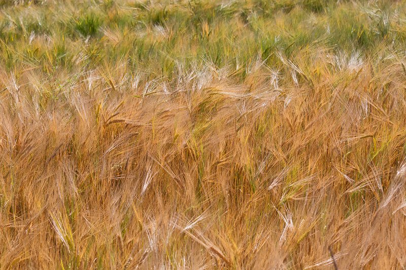 Field of Wheat near Hohenzollern Castle, Hechingen, Germany | Hohenzollern Castle - Hechingen, Germany (IMG_7315.jpg)