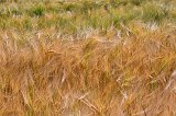 Field of Wheat near Hohenzollern Castle, Hechingen, Germany
