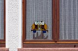 Window with Owls, Schiltach, Baden-Württemberg, Germany