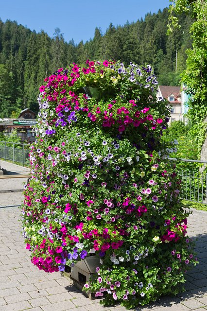 Petunia Flowers, Triberg im Schwarzwald, Germany | Triberg im Schwarzwald - Baden-Württemberg, Germany (IMG_2311.jpg)