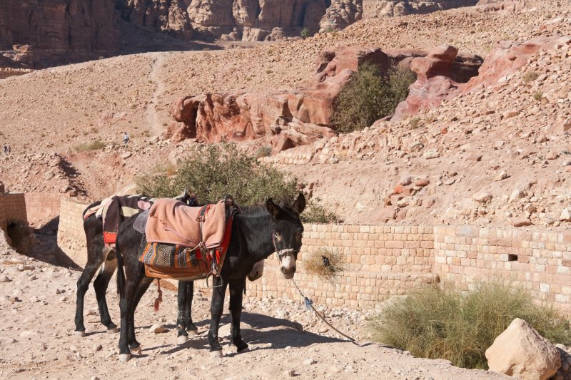 Petra - Donkeys in the Street of Facades | Jordan - Petra (IMG_7914.jpg)