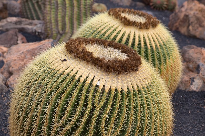 Jardín de Cactus, Guatiza, Lanzarote | Cactus Garden (Jardín de Cactus), Guatiza, Lanzarote (IMG_3463.jpg)