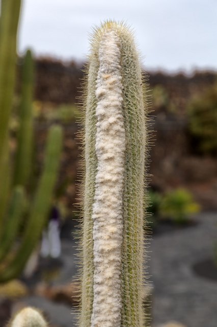Jardín de Cactus, Guatiza, Lanzarote | Cactus Garden (Jardín de Cactus), Guatiza, Lanzarote (IMG_3469.jpg)