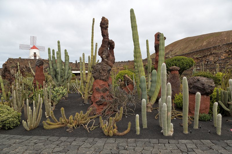 Cactus Garden, Guatiza, Lanzarote | Cactus Garden (Jardín de Cactus), Guatiza, Lanzarote (IMG_3471.jpg)