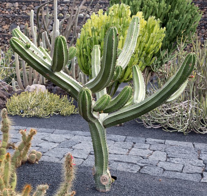Jardín de Cactus, Guatiza, Lanzarote | Cactus Garden (Jardín de Cactus), Guatiza, Lanzarote (IMG_3485.jpg)