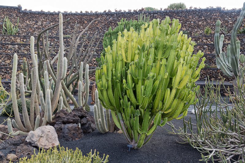 Jardín de Cactus, Guatiza, Lanzarote | Cactus Garden (Jardín de Cactus), Guatiza, Lanzarote (IMG_3490.jpg)