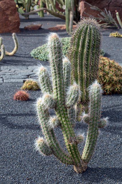Jardín de Cactus, Guatiza, Lanzarote | Cactus Garden (Jardín de Cactus), Guatiza, Lanzarote (IMG_3493.jpg)